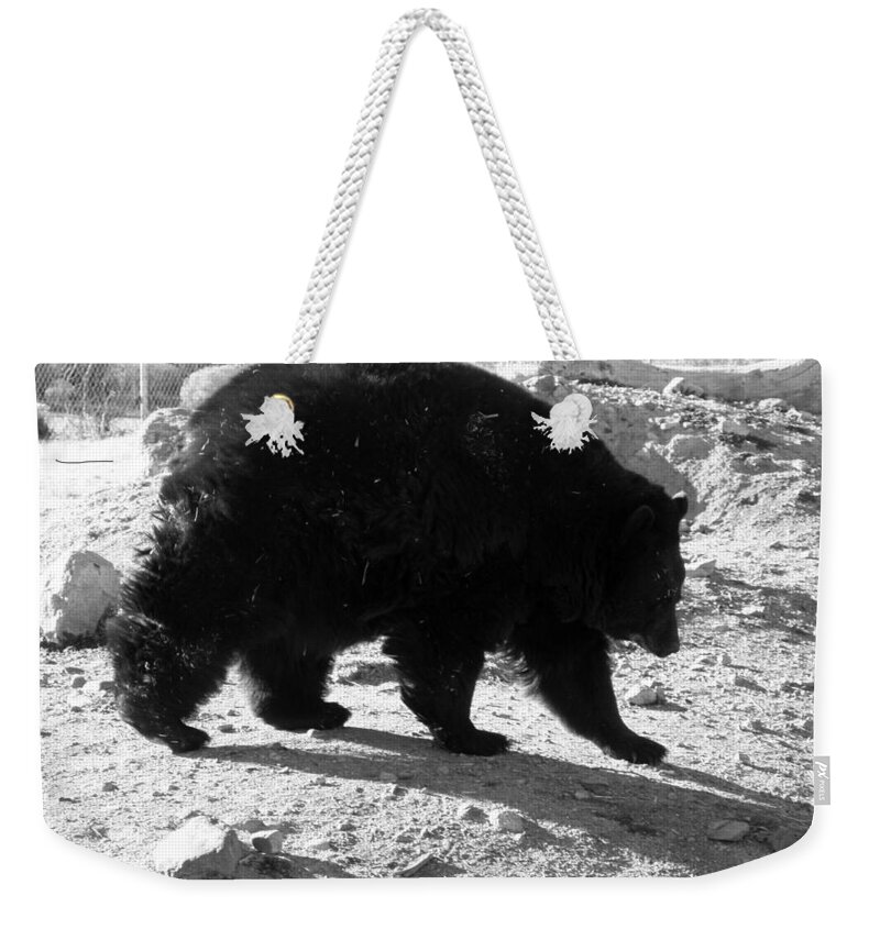 Black Weekender Tote Bag featuring the photograph Mrs Black Bear by Kim Galluzzo Wozniak