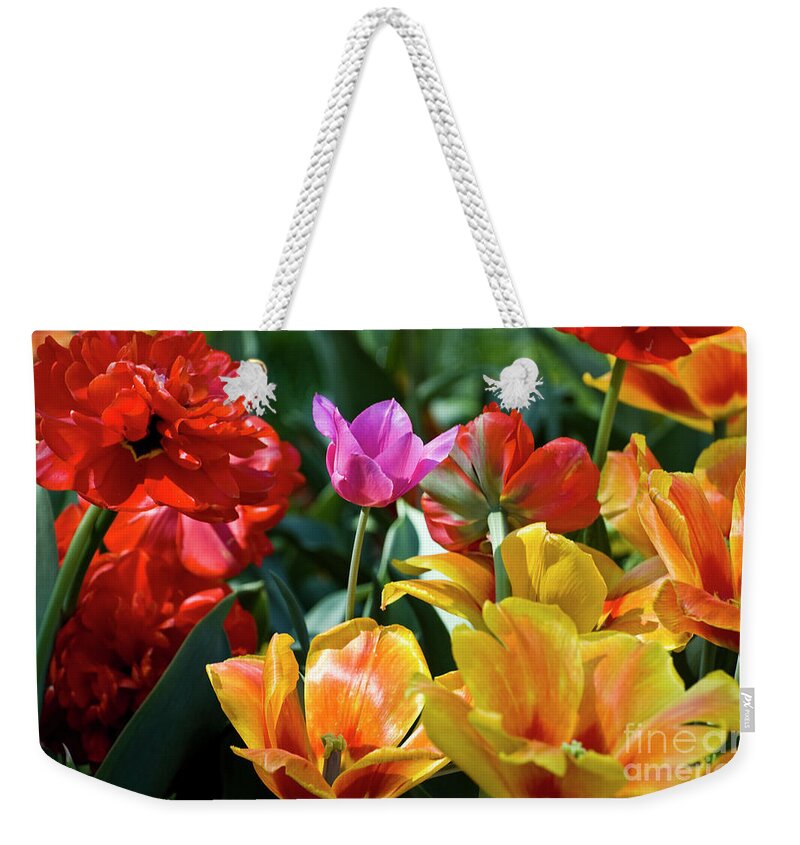 Spring Flowers Weekender Tote Bag featuring the photograph Multi-colored Tulips in Bloom by Tim Mulina
