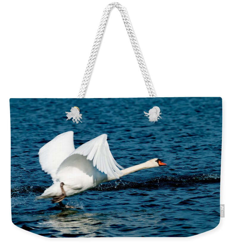 Mute Swan Take Off Weekender Tote Bag featuring the photograph Mute Swan gaining Momentum by Randall Branham