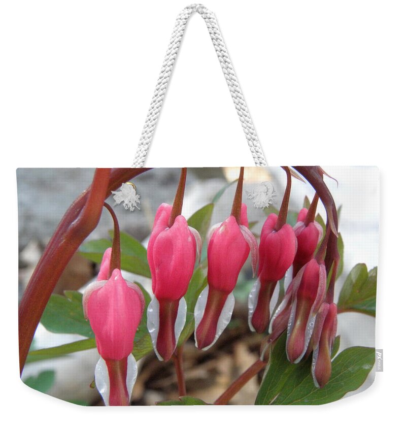 Bleeding Hearts Weekender Tote Bag featuring the photograph My Heart Bleeds For You by Kim Galluzzo Wozniak