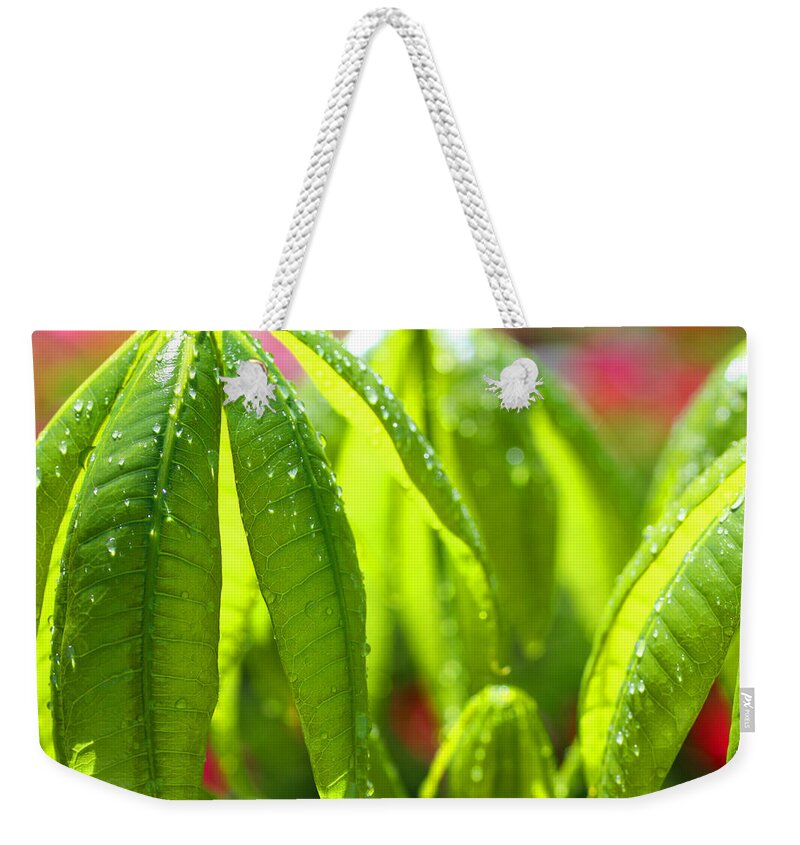 Leaves Weekender Tote Bag featuring the photograph New Leaves on the Money Tree by Diana Haronis