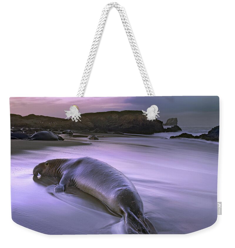 00176632 Weekender Tote Bag featuring the photograph Northern Elephant Seal Bull Laying by Tim Fitzharris