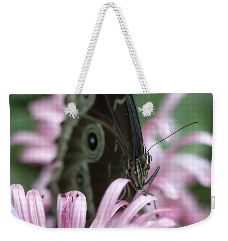 Butterfly Weekender Tote Bag featuring the photograph Northern Pearly-Eye on Pink by Bill and Linda Tiepelman