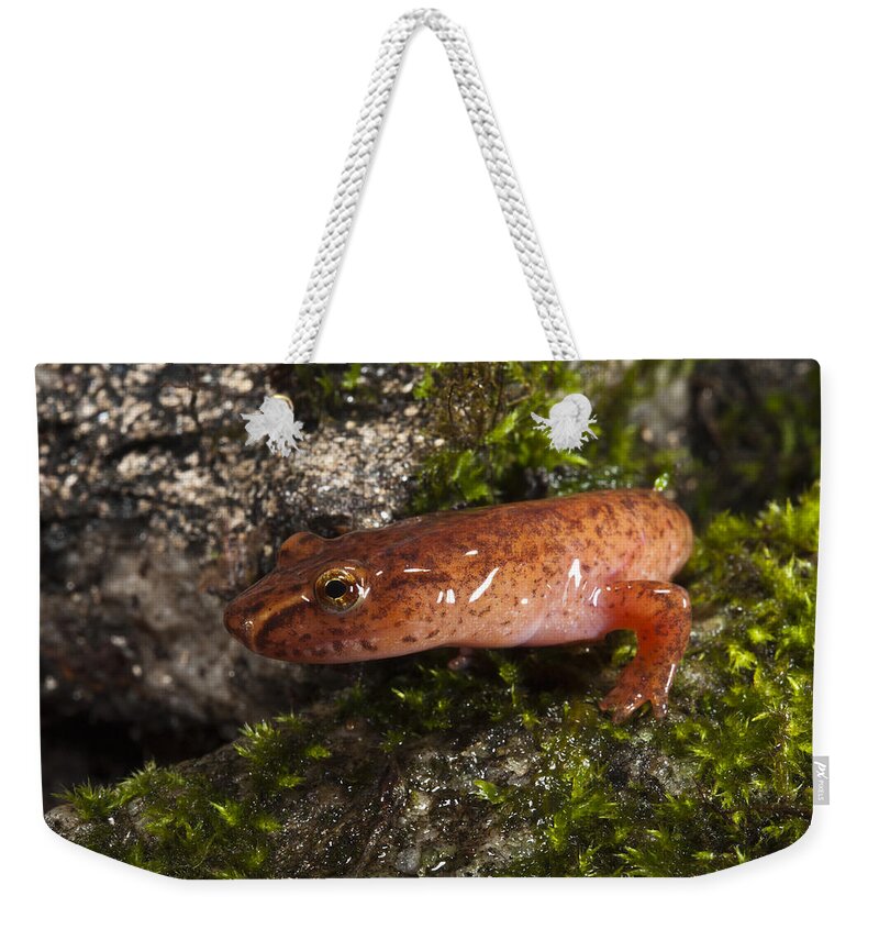 Mp Weekender Tote Bag featuring the photograph Northern Spring Salamander Gyrinophilus by Pete Oxford