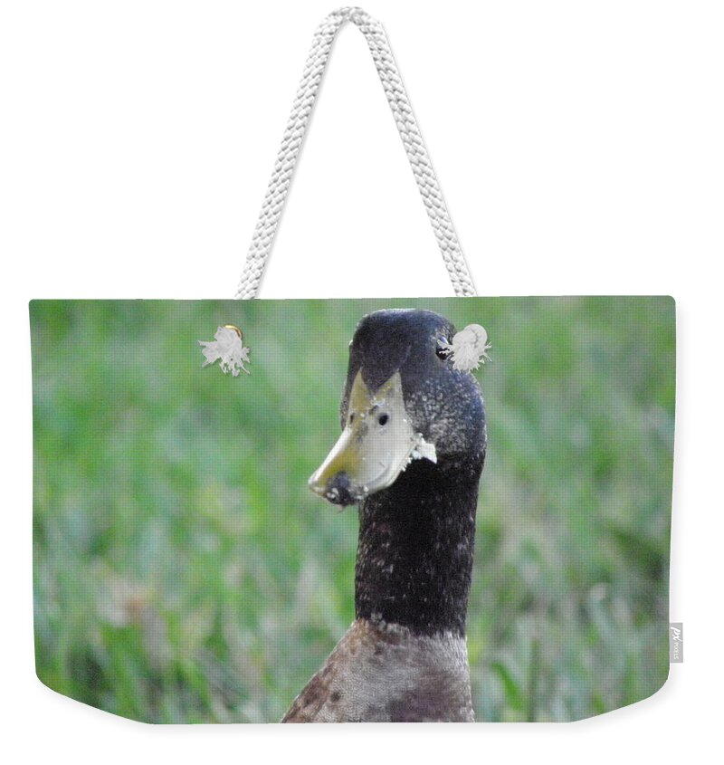 Duck Weekender Tote Bag featuring the photograph Oh no by Kim Galluzzo