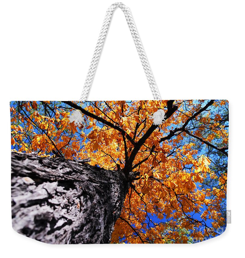 Tree Weekender Tote Bag featuring the photograph Old elm tree in the fall by Elena Elisseeva