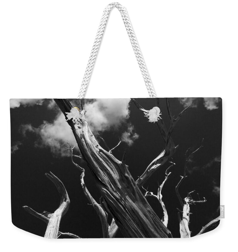Tree Weekender Tote Bag featuring the photograph Old Tree by David Gleeson