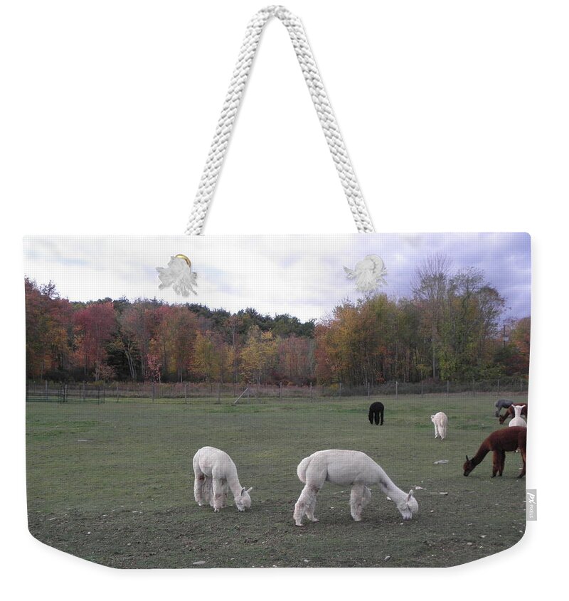 Alpaca Weekender Tote Bag featuring the photograph On The Alpaca Farm by Kim Galluzzo Wozniak