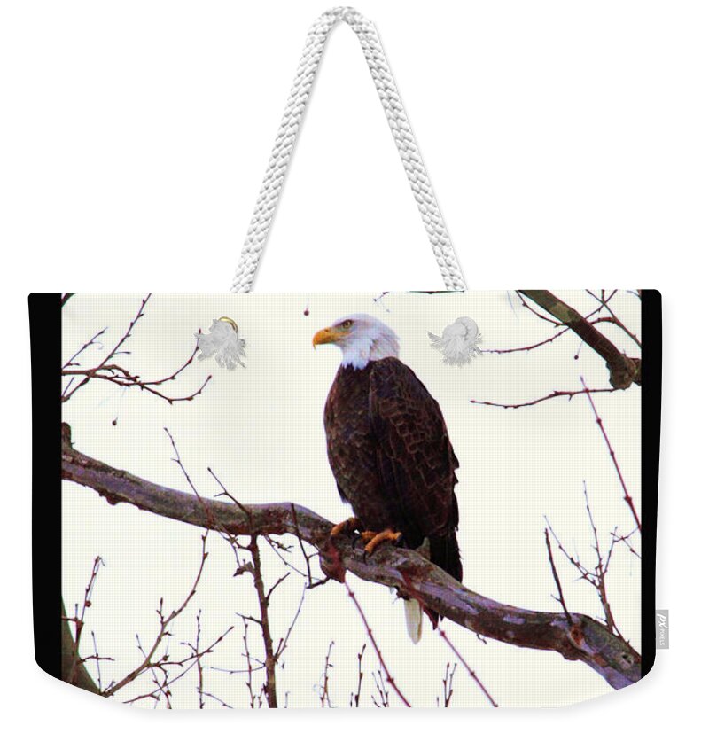 American Bald Eagle Weekender Tote Bag featuring the photograph 'One American Bald Eagle' by PJQandFriends Photography