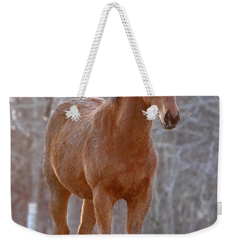  Weekender Tote Bag featuring the photograph 'One Day I Will Race' by PJQandFriends Photography