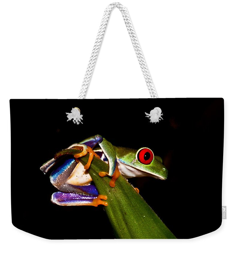 Frog Weekender Tote Bag featuring the photograph One Two Three Jump by Tom and Pat Cory