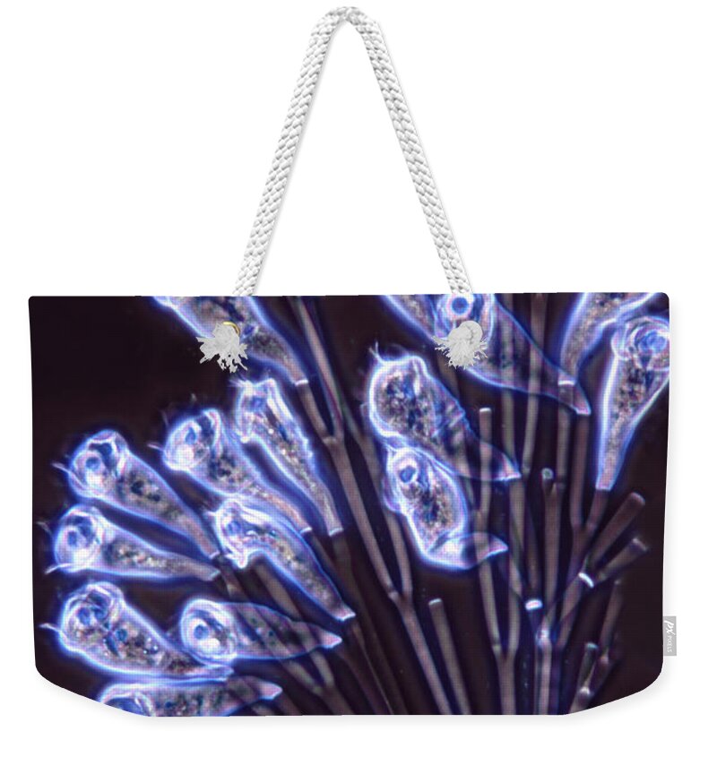 Light Microscopy Weekender Tote Bag featuring the photograph Opercularia Articulata by M I Walker