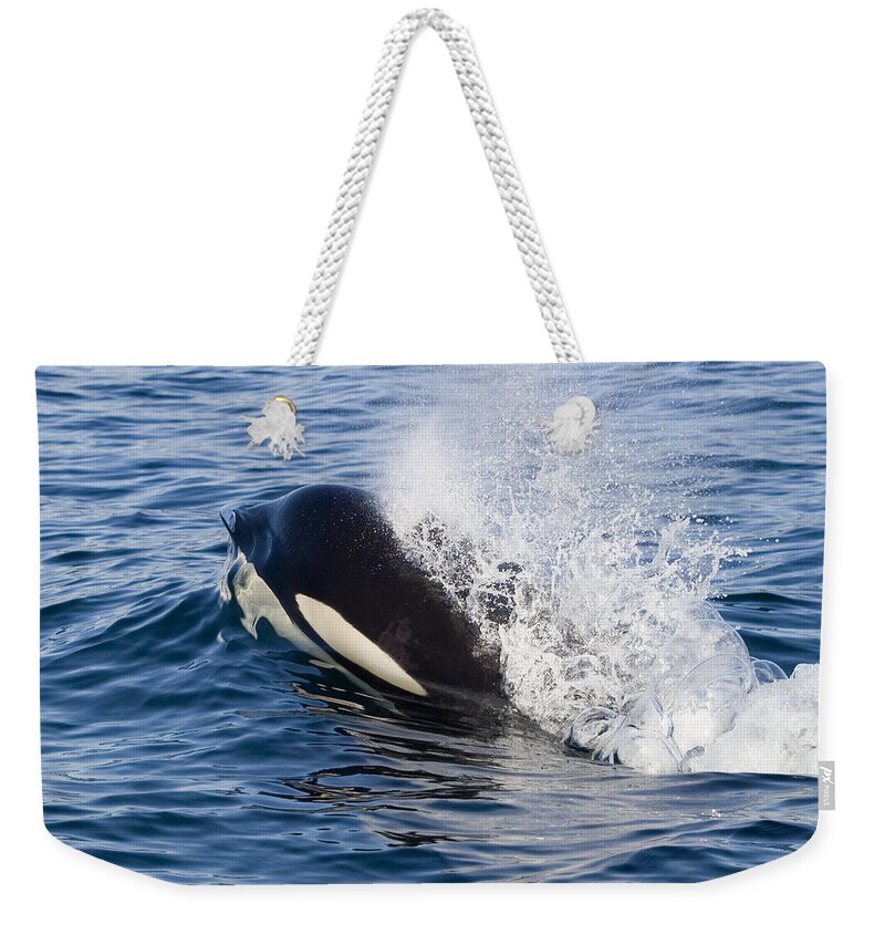 Mp Weekender Tote Bag featuring the photograph Orca Breathing As It Surfaces Southeast by Flip Nicklin