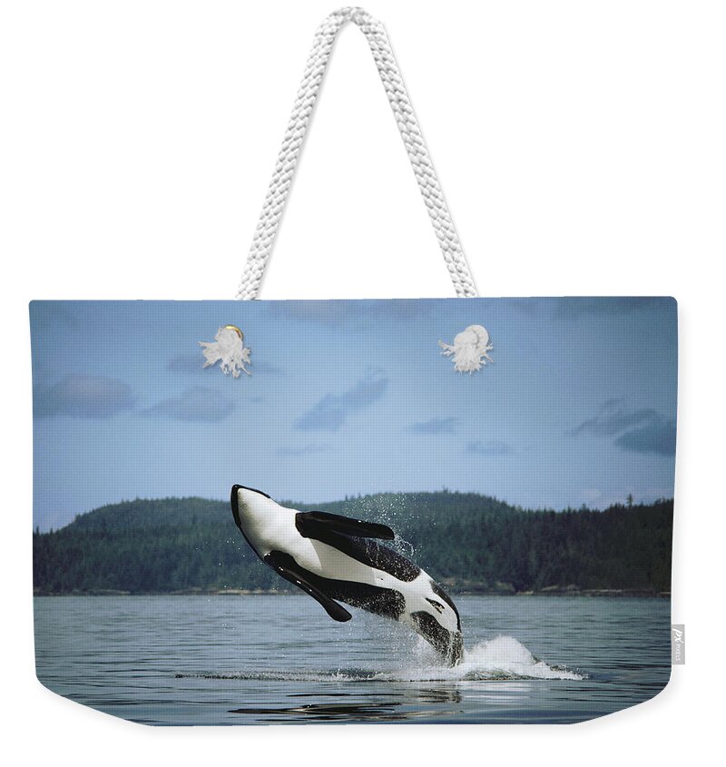 00079639 Weekender Tote Bag featuring the photograph Orca Male Breaching Johnstone Strait by Flip Nicklin
