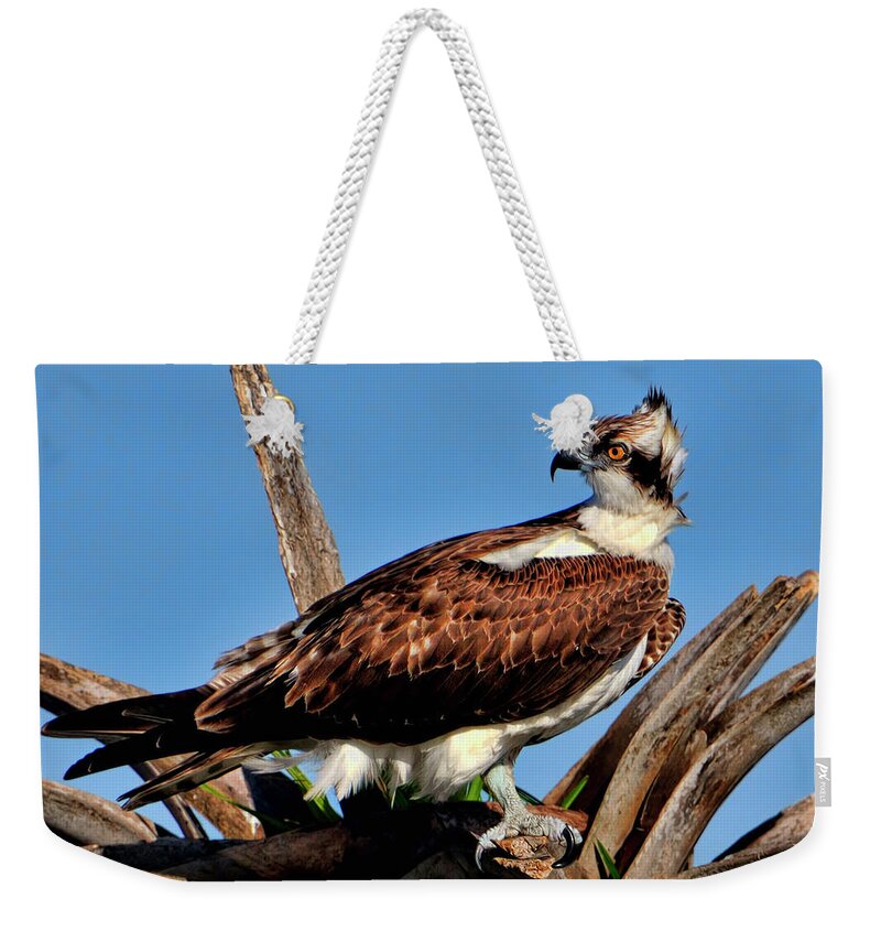 Osprey Weekender Tote Bag featuring the photograph Osprey on a windy morning by Bill Dodsworth