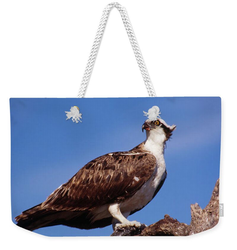 Osprey Weekender Tote Bag featuring the photograph Osprey with fish by Bradford Martin