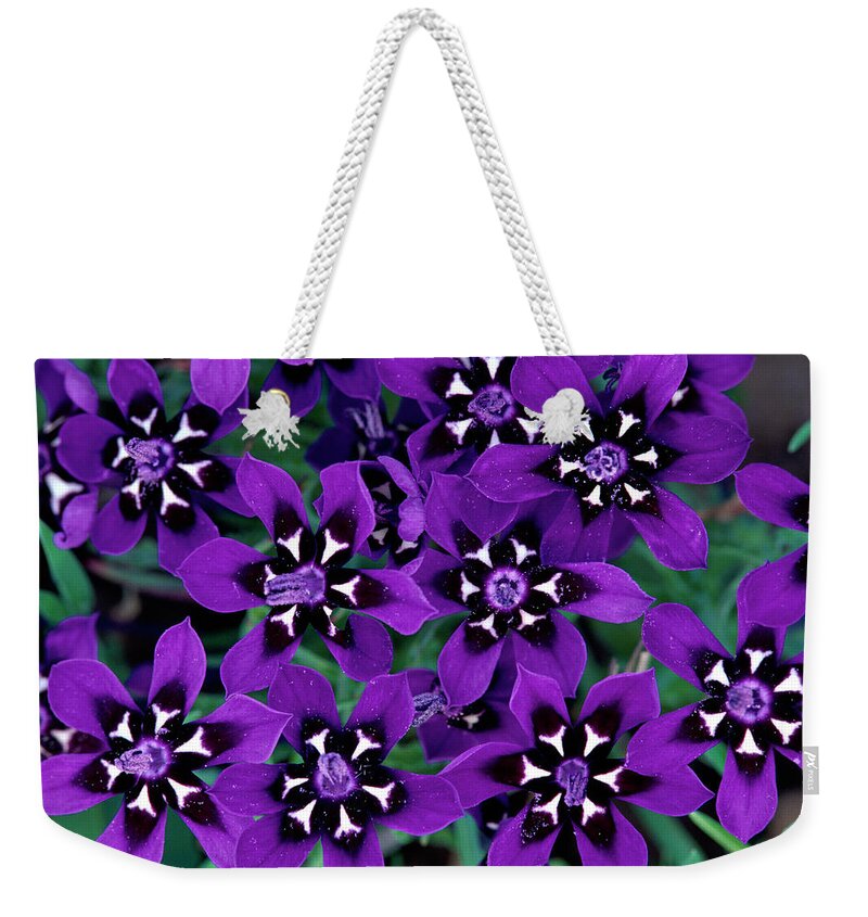 Mp Weekender Tote Bag featuring the photograph Painted Petal Lapeirousia Oreogena by Michael & Patricia Fogden
