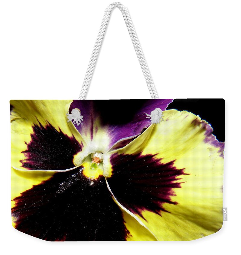 Pansy Weekender Tote Bag featuring the photograph Pansy brilliance by Kim Galluzzo Wozniak