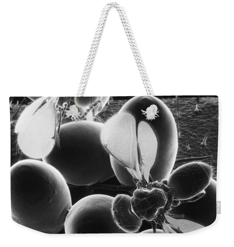 Eulophid Wasp Weekender Tote Bag featuring the photograph Parasitic Wasps by Science Source