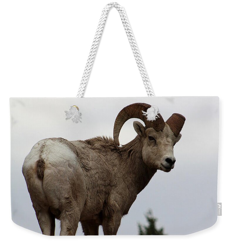 Ram Weekender Tote Bag featuring the photograph Park Overseer by Alyce Taylor