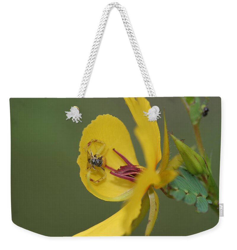 Partridge Pea Weekender Tote Bag featuring the photograph Partridge Pea And Matching Crab Spider With Prey by Daniel Reed