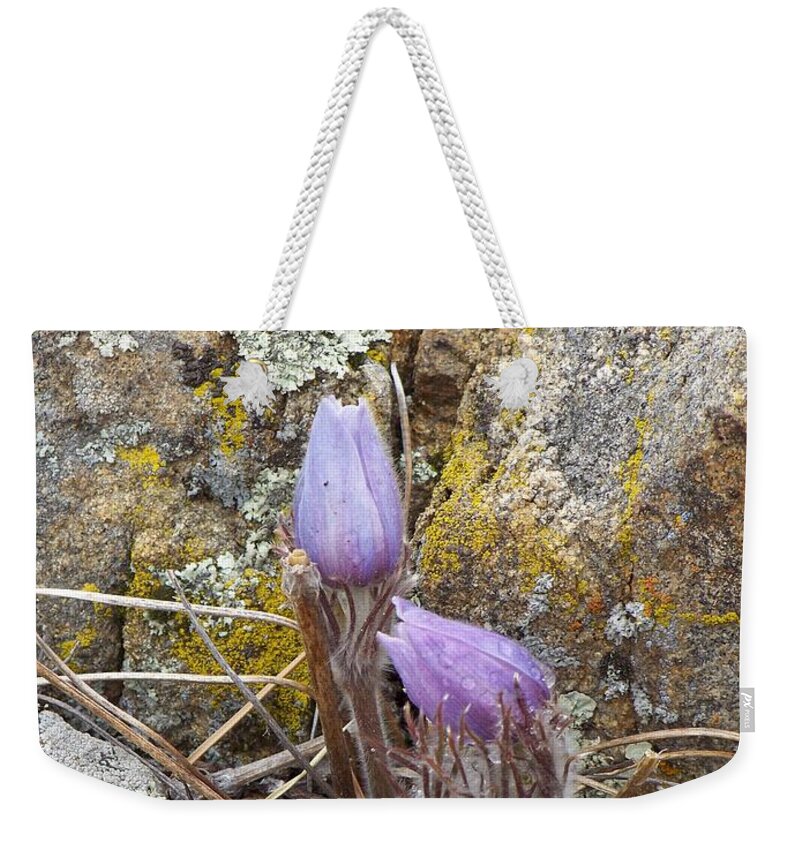 Pasque Flowers Weekender Tote Bag featuring the photograph Pasque Flowers by Dorrene BrownButterfield