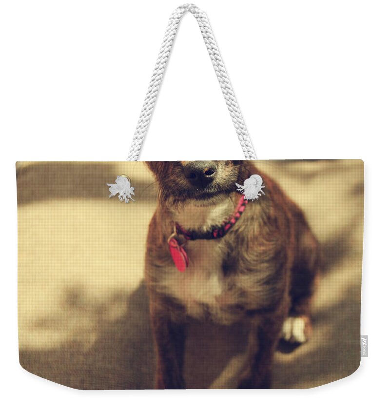 Dog Weekender Tote Bag featuring the photograph Pepsi by Laurie Search