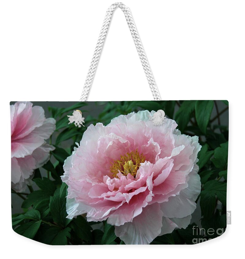 Pink Peony Flower Weekender Tote Bag featuring the digital art Pink Peony Flowers Series 2 by Eva Kaufman