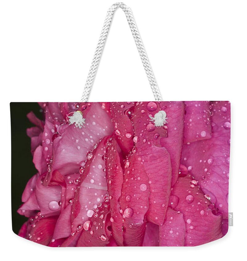Pink Rose Weekender Tote Bag featuring the photograph Pink Rose Wendy Cussons by Steve Purnell