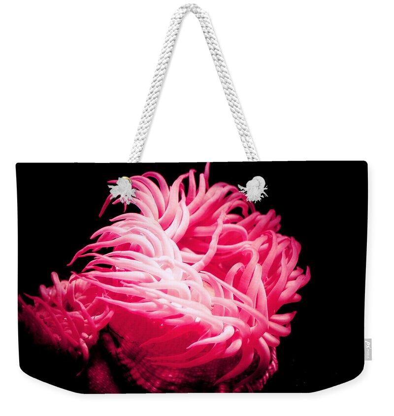 Anemones Photographs Weekender Tote Bag featuring the photograph Pink Sea Anemones at Oklahoma Aquarium 2005 by Toni Hopper