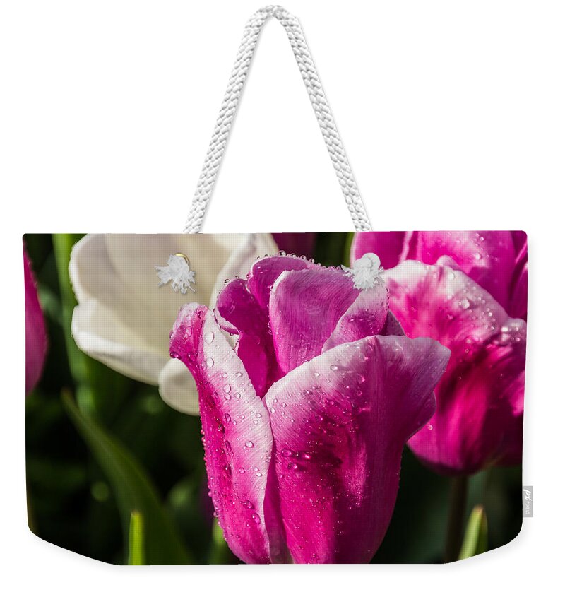 Tulip Weekender Tote Bag featuring the photograph Pink Tulip by David Gleeson