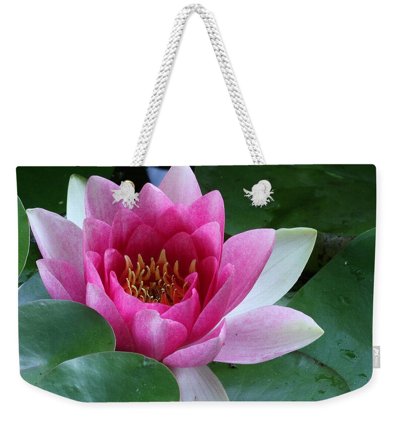 Nymphaea Weekender Tote Bag featuring the photograph Pink Water Lily by Daniel Reed