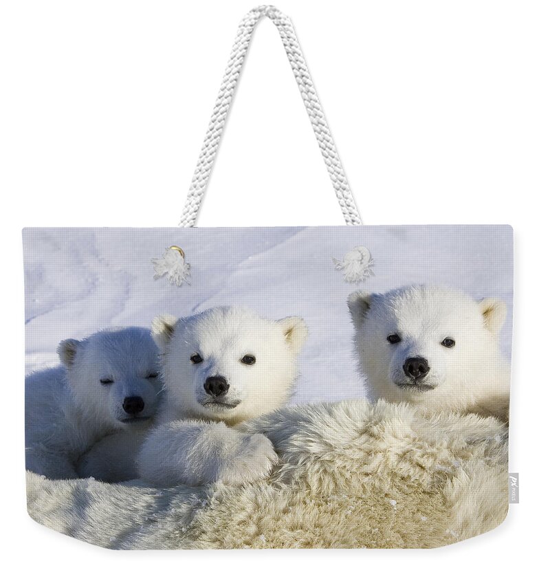 00761352 Weekender Tote Bag featuring the photograph Polar Bear Cubs Peeking Over Mother by Suzi Eszterhas