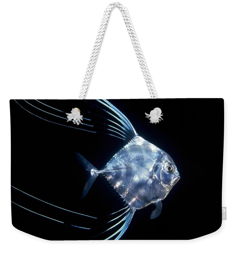 00106463 Weekender Tote Bag featuring the photograph Pompano Juvenile Off Manualita Island by Flip Nicklin
