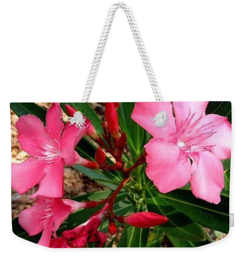 Pink Weekender Tote Bag featuring the photograph Popping Pink by Kim Galluzzo Wozniak