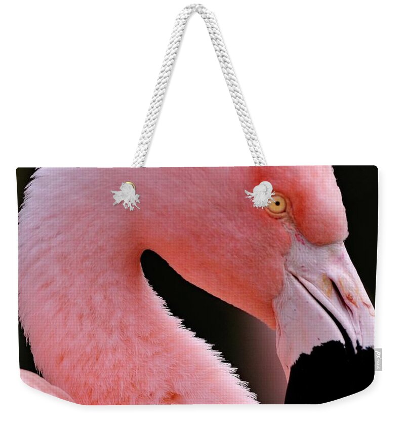 Flamingo Weekender Tote Bag featuring the photograph Portrait of a Flamingo by Bill Dodsworth