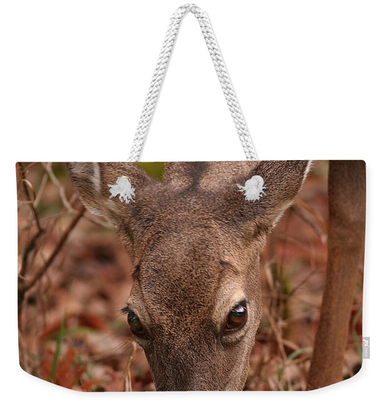 Odocoileus Virginanus Weekender Tote Bag featuring the photograph Portrait Of Browsing Deer Two by Daniel Reed