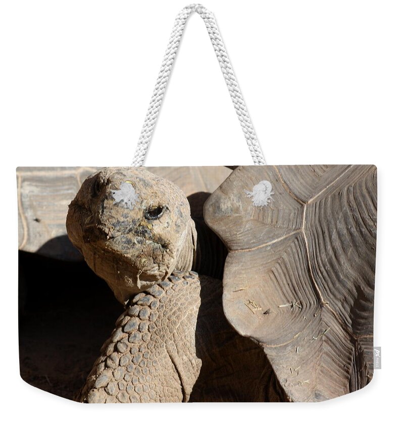 Tortoise Weekender Tote Bag featuring the photograph Posing For Pictures by Kim Galluzzo Wozniak