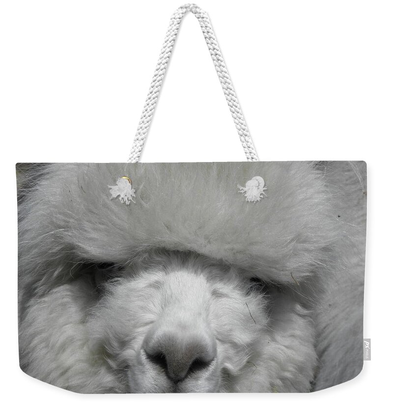 Alpaca Weekender Tote Bag featuring the photograph Powder Puff Peruvian by Kim Galluzzo Wozniak