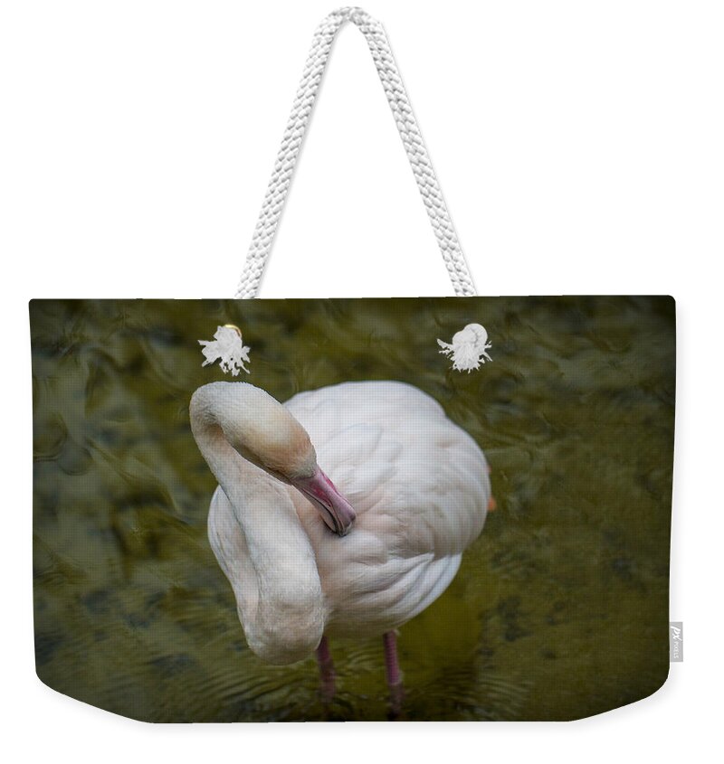 Clare Bambers Weekender Tote Bag featuring the photograph Preening. by Clare Bambers