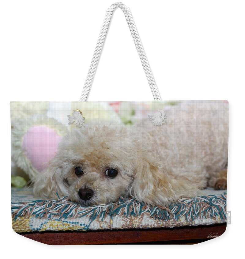 Dog Weekender Tote Bag featuring the photograph Puppy Dog Eyes by Diana Haronis