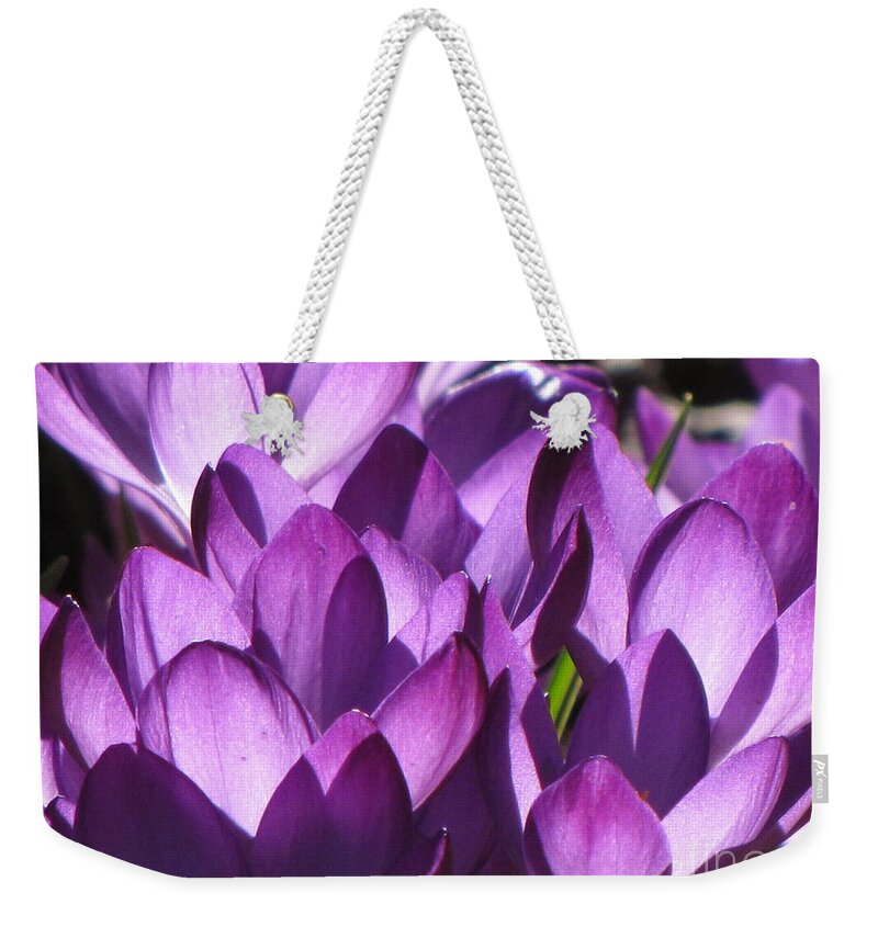 Purple Crocus Spring Flowers Weekender Tote Bag featuring the photograph Purple Crocus by Michele Penner