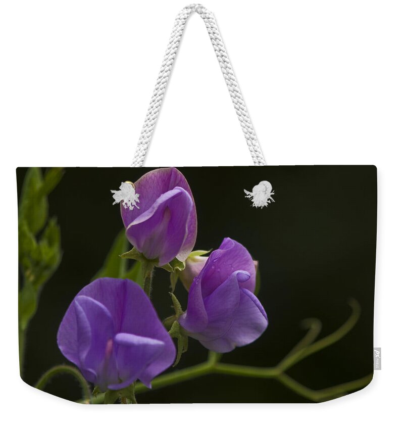 Sweet Pea Weekender Tote Bag featuring the photograph Purple Heaven by Rob Hemphill