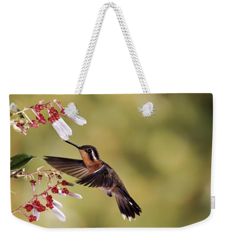 00510218 Weekender Tote Bag featuring the photograph Purple-throated Mountain-gem Hummingbird by Michael and Patricia Fogden