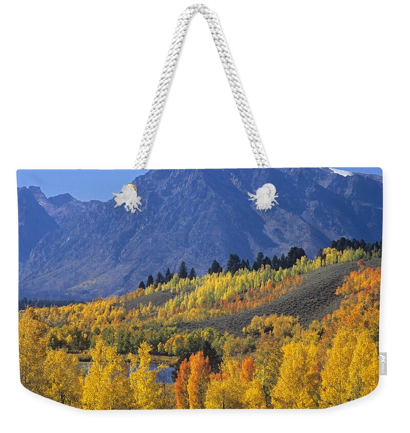00175916 Weekender Tote Bag featuring the photograph Quaking Aspen Forest In Autumn by Tim Fitzharris