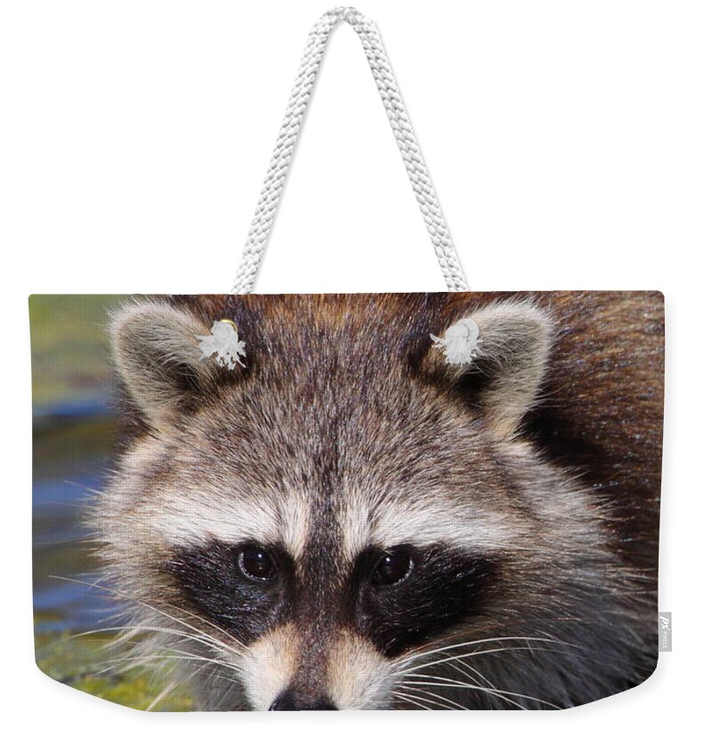 Raccoon Weekender Tote Bag featuring the photograph Raccoon Portrait by Bruce J Robinson