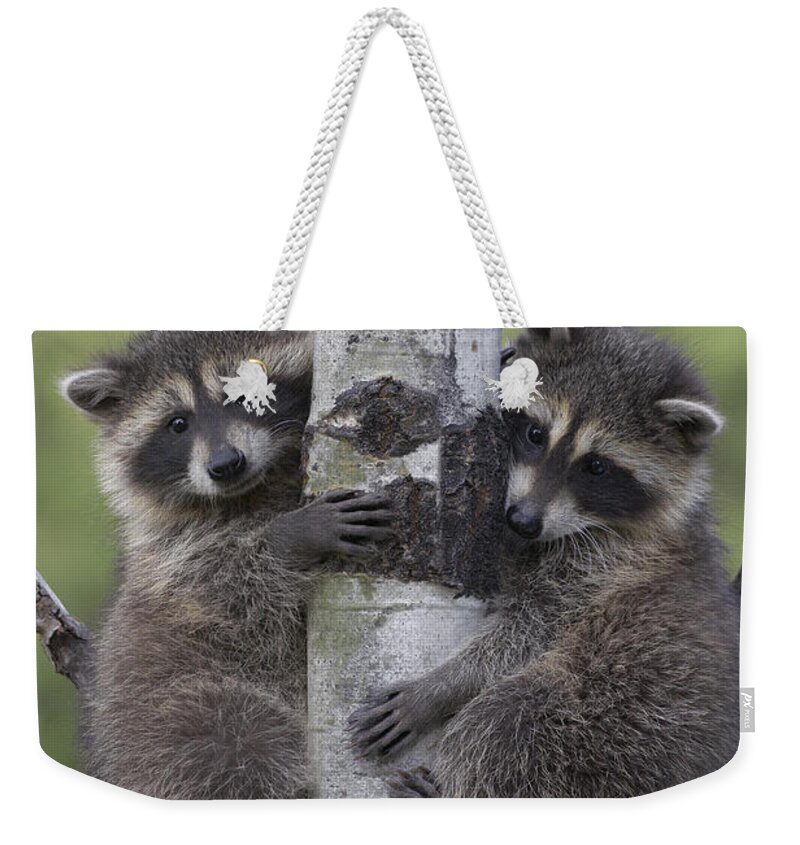 00176521 Weekender Tote Bag featuring the photograph Raccoon Two Babies Climbing Tree North by Tim Fitzharris