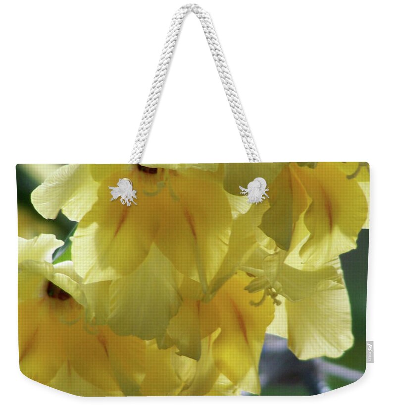 Flowers Weekender Tote Bag featuring the photograph Radiance by Thomas Woolworth