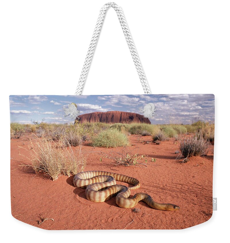 Mp Weekender Tote Bag featuring the photograph Ramsays Python Aspidites Ramsayi by Michael & Patricia Fogden