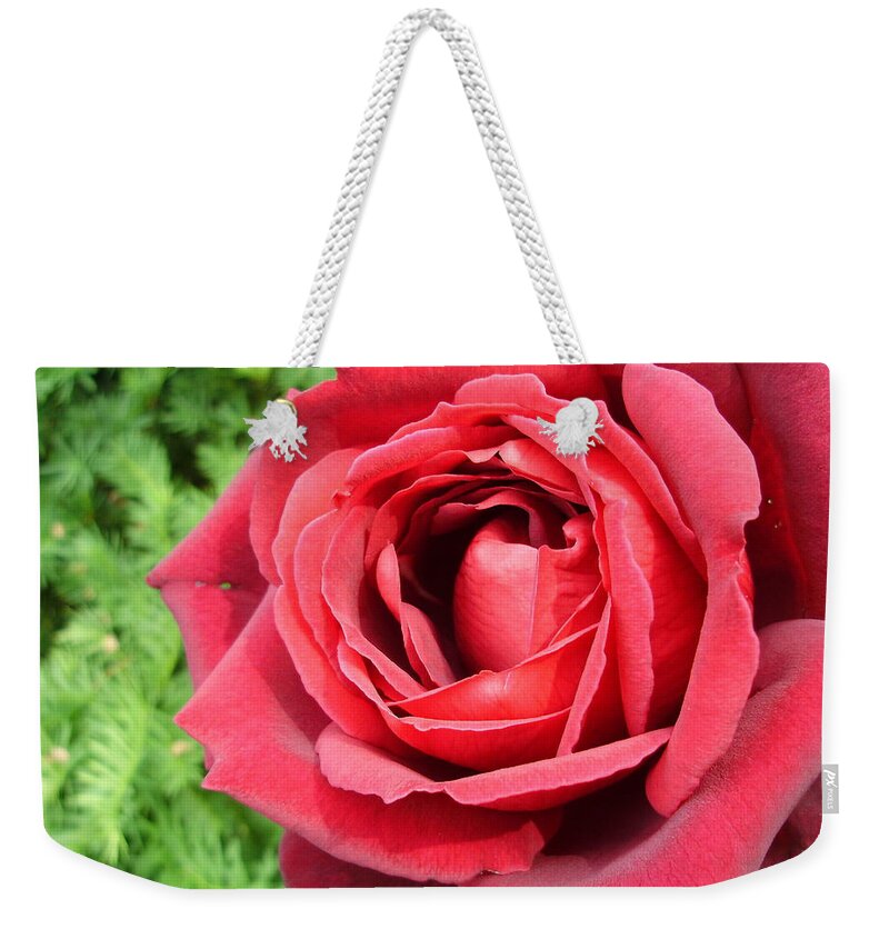 Roses Weekender Tote Bag featuring the photograph Ravishing Red by Anjel B Hartwell